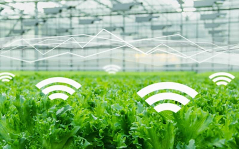 IoT в сельском хозяйстве